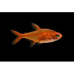 Tetra amande (Hyphessobrycon amandae tropical, Magasin, VPC