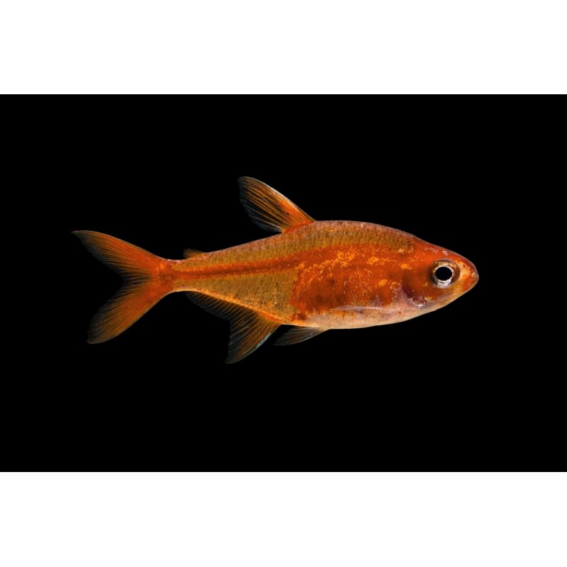 Tetra amande (Hyphessobrycon amandae tropical, Magasin, VPC
