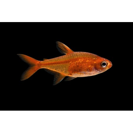 copy of copy of copy of copy of copy of copy of copy of Barbu Schuberti Koi- Rare!!