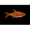 Tetra amande (Hyphessobrycon amandae tropical, Magasin, VPC