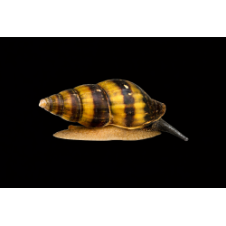 Anentome helena escargot prédateurge tropical, Magasin, Vente en ligne