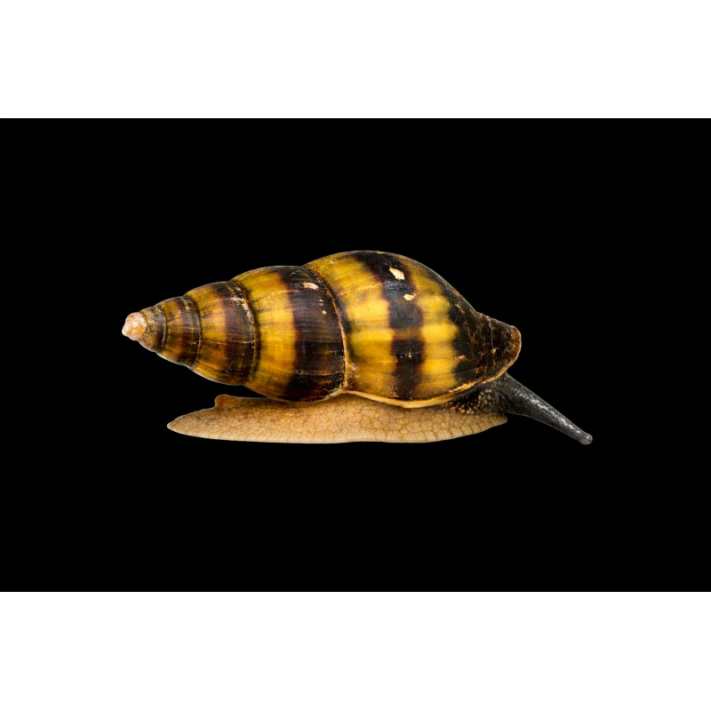 Anentome helena escargot prédateurge tropical, Magasin, Vente en ligne
