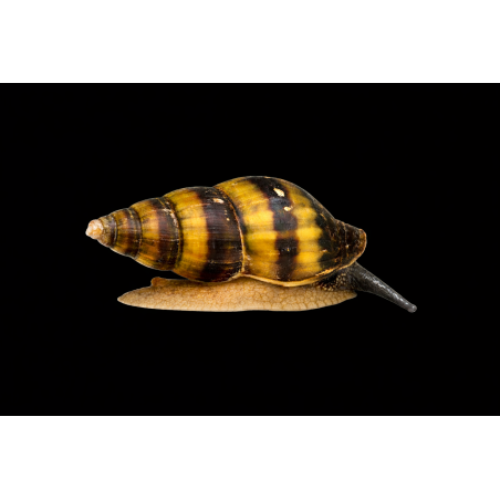 Anentome helena escargot prédateurge tropical, Magasin, Vente en ligne
