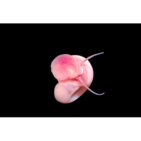 copy of copy of copy of Crevette davidi Yellow fire Grade A 1.5-2cm lots