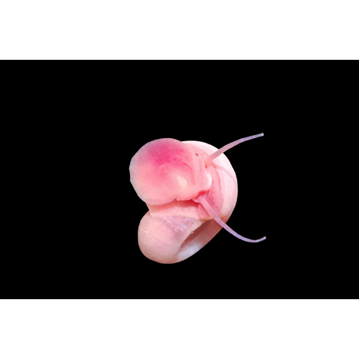 Planorbe rouge