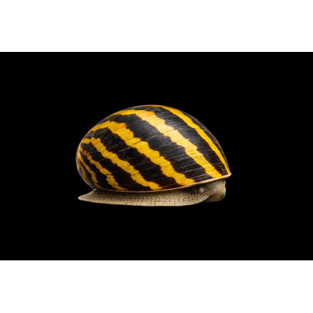 Neritina sp. Escargot mangeur d algue tropical, Magasin Vente en ligne