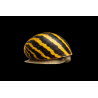 Neritina sp. Escargot mangeur d algue tropical, Magasin Vente en ligne