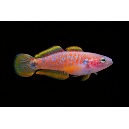 Tateurndina ocellicauda