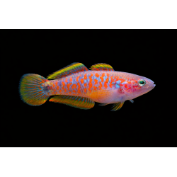 Tateurndina ocellicauda élevage. poisson tropical, Magasin, VPC