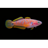 Tateurndina ocellicauda élevage. poisson tropical, Magasin, VPC