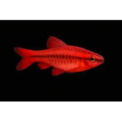Barbu titteya ( barbu cerise), élevage. poisson tropical, Magasin, VPC