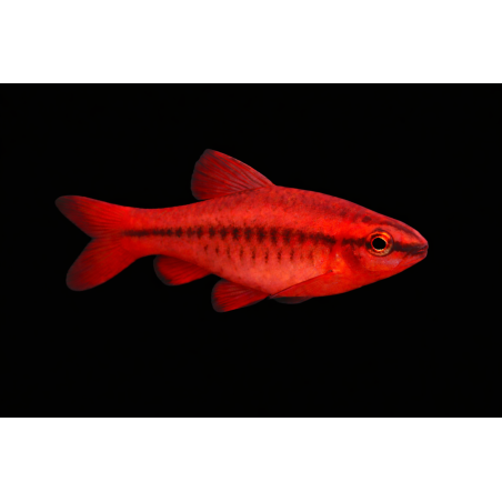 copy of copy of Barbu Schuberti Koi- Rare!!