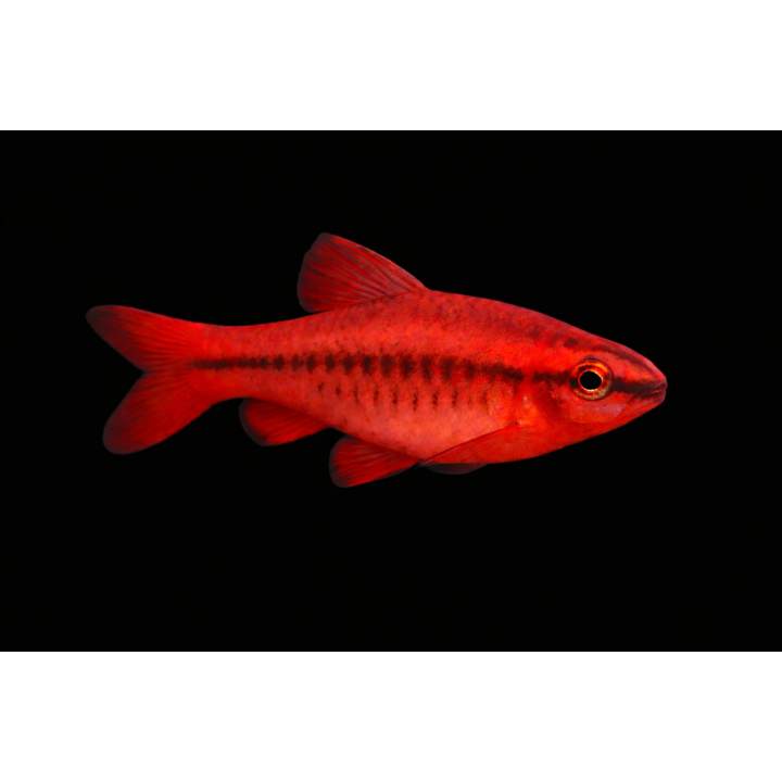 Barbu titteya - barbu cerise