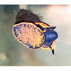 Viviparus sp.blueberry (notopala) tropical, Magasin Vente en ligne