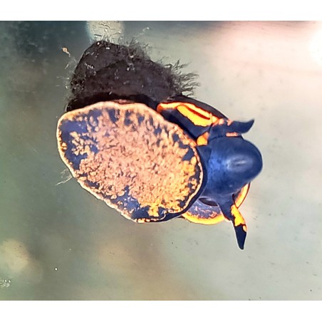 Viviparus sp.blueberry (notopala) tropical, Magasin Vente en ligne