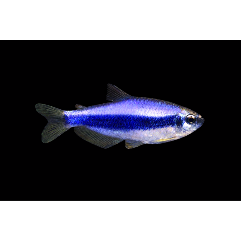 Tetra royal (impaichthys kerri)  tropical, Magasin, VPC
