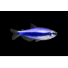 Tetra royal (impaichthys kerri)  tropical, Magasin, VPC