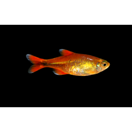 Tetra cuivre - Hasemania nana