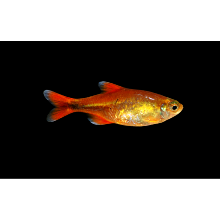 Tetra cuivre (Hasemania nana) tropical, Magasin, VPC