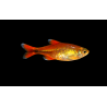 Tetra cuivre (Hasemania nana) tropical, Magasin, VPC
