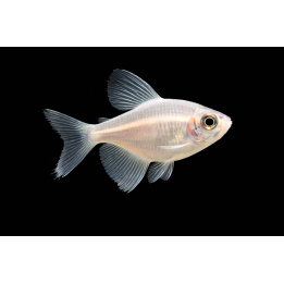 Gold Skirt Tetra – Gymnocorymbus ternetzi 2-2.5 cm | NeoTropic