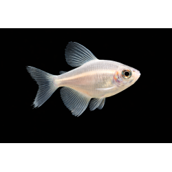 Tetra veuve gold (Gymnocorymbus  ternetzi)  tropical, Magasin, VPC