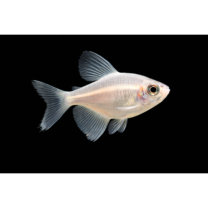 Gold Skirt Tetra – Gymnocorymbus ternetzi 2-2.5 cm | NeoTropic