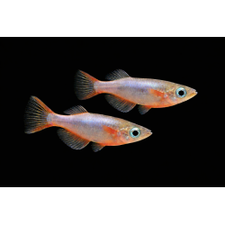 Oryzias woworae – Médaka de Wowora 2-2,5 cm | NeoTropic