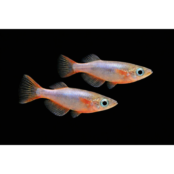Oryzias woworae – Daisy's Ricefish 2-2.5 cm | NeoTropic