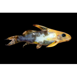 Synodontis nigrita gold bicolor