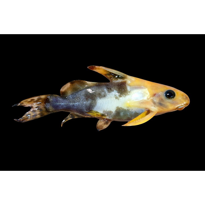 Synodontis nigrita Gold Bicolor 7-9 cm | NeoTropic