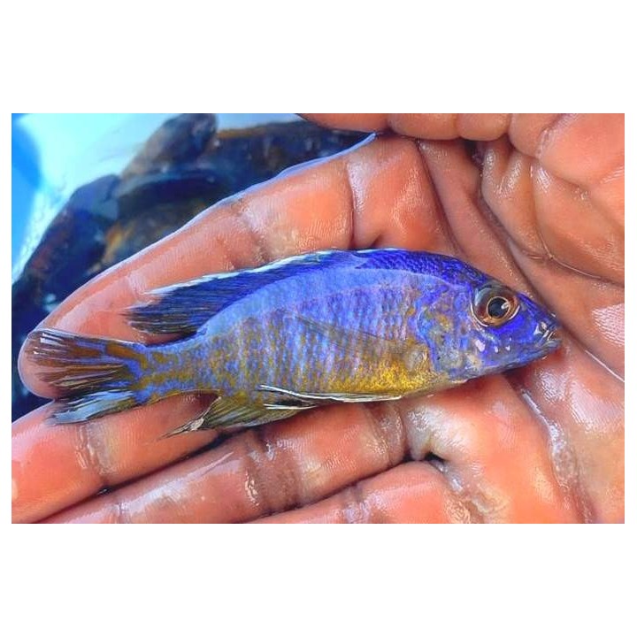 Aulonocara stuartgranti Chadagha F1 – cichlidé bleu du lac Malawi 6-9 cm