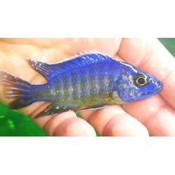 Aulonocara stuartgranti Chilumba  6-9cm