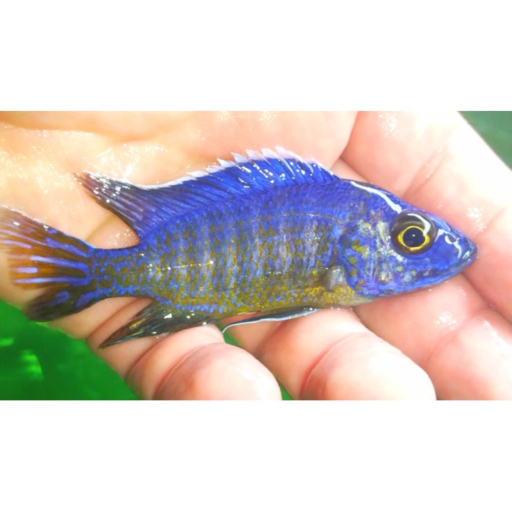 Aulonocara stuartgranti Chadagha – détail de la coloration bleue du cichlidé Malawi