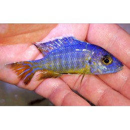 Aulonocara stuartgranti Chadagha F1 – cichlidé Malawi bleu aux reflets orangés