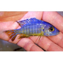 Aulonocara stuartgranti  Chadagha F1