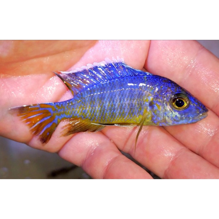 Aulonocara stuartgranti Chadagha F1 6-9 cm – Rare | NeoTropic