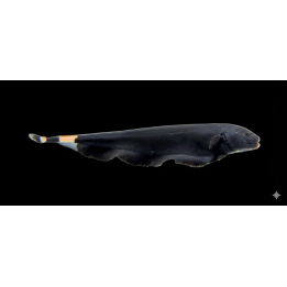 Poisson-Couteau Fantôme Noir – Apteronotus albifrons 8-11cm