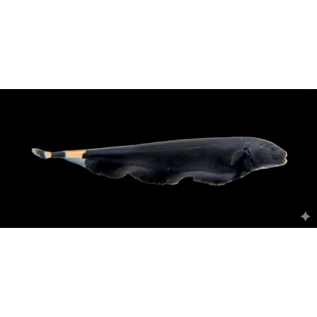 Apteronotus albifrons (poisson couteau. poisson tropical, Magasin, VPC