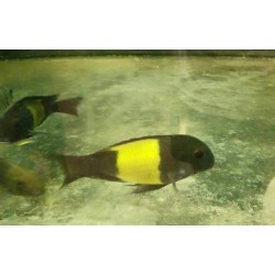 Tropheus sp.black Ikola 5-7cm, Elevage