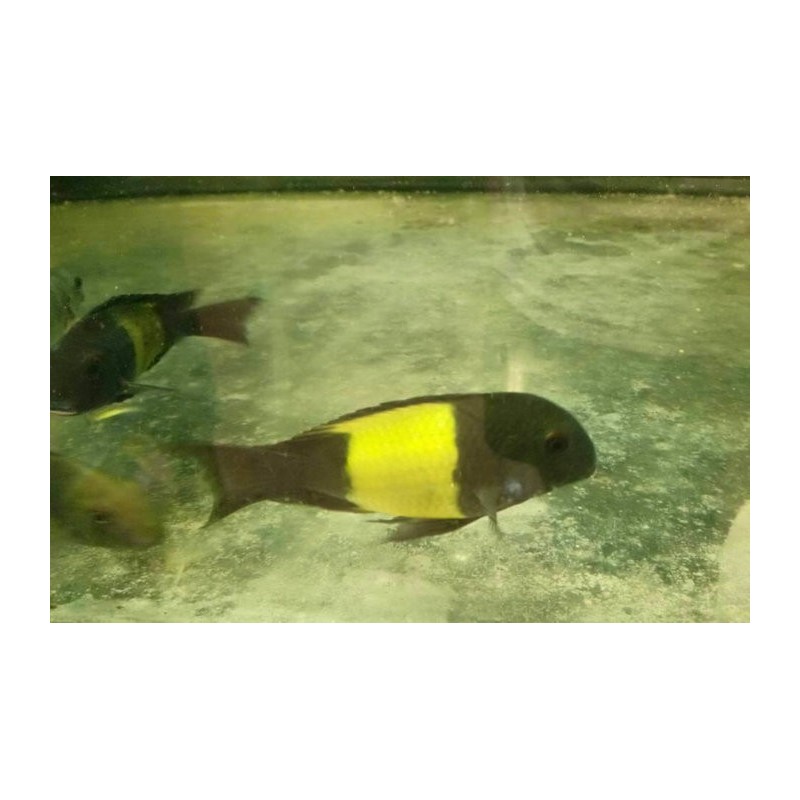 Tropheus sp.black Ikola 5-7cm, Elevage