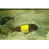 Tropheus sp.black Ikola 5-7cm, Elevage