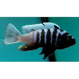 Cynotilapia sp. Chinyankwazi F2 – cichlidé Mbuna bleu et noir du lac Malawi 5-7 cm