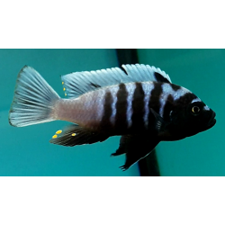 Cynotilapia afra Linganjala 5-7cm rare!