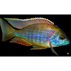 Lethrinops sp. mbasi (rainbow) 11-13cm élevage