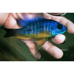 copy of Protomelas similis 8-11cm