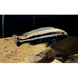 Melanochromis auratus Chidunga rocks F1 4-6cm